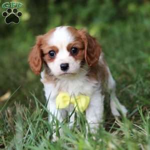 Mickey, Cavalier King Charles Spaniel Puppy